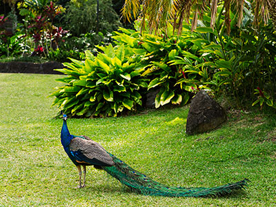 Plants & Gardens Mililani, HI